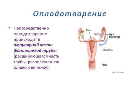 Различные патологии фаллопиевой трубы