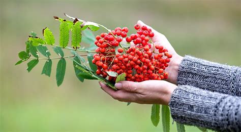 Рябина красная для пиццы и салатов: рецепты