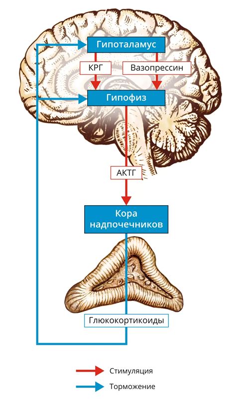 Функции зеницы